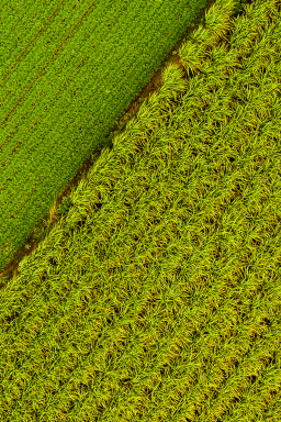 Por que o Brasil pode liderar a bioeconomia mundial?