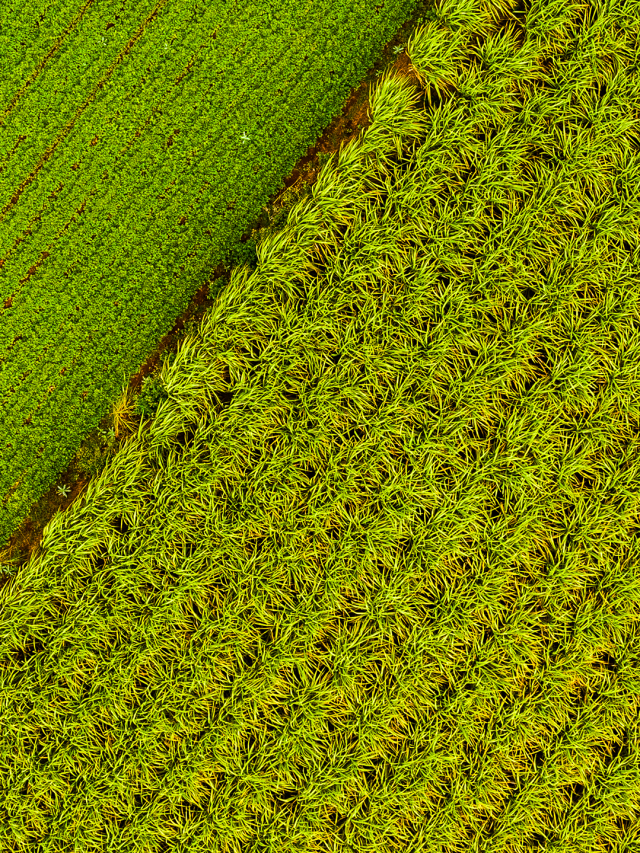 Por que o Brasil  pode liderar a  bioeconomia mundial?