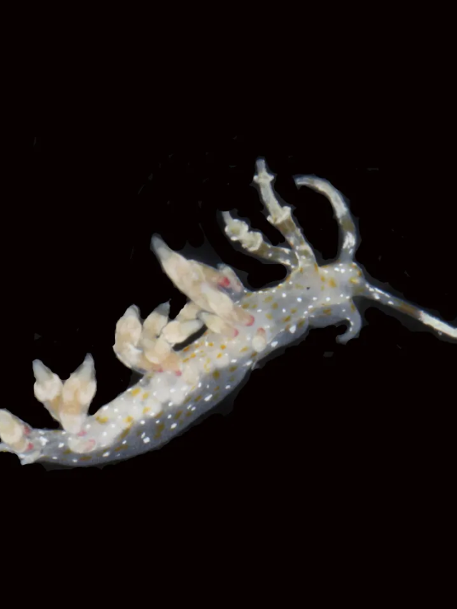 Criaturas são descobertas na zona crepuscular do oceano