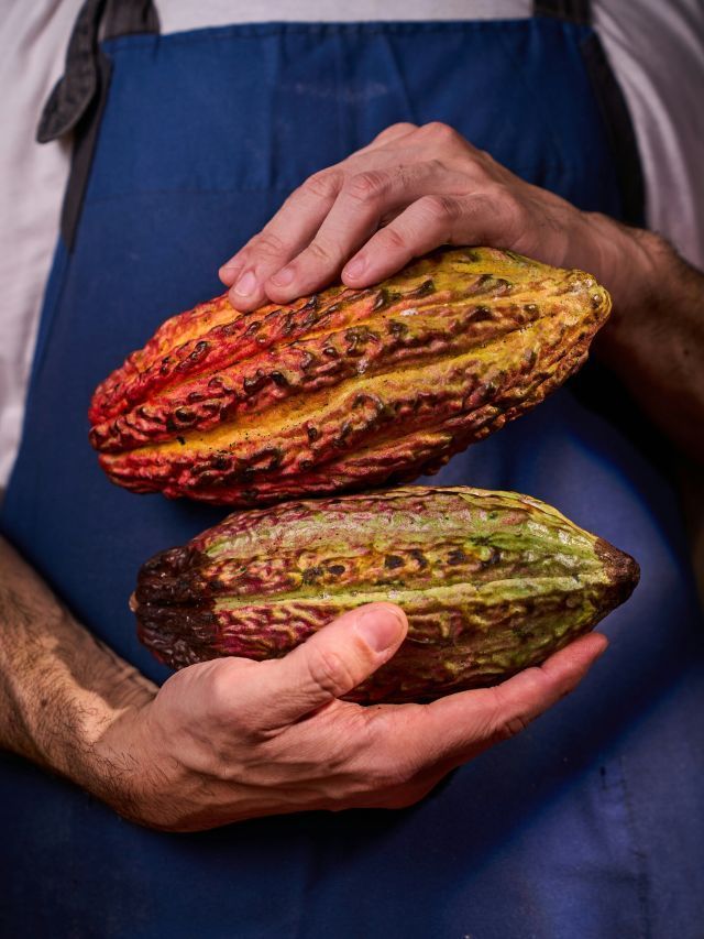 Substâncias do cacau podem ser benéficas à saúde vascular, diz estudo