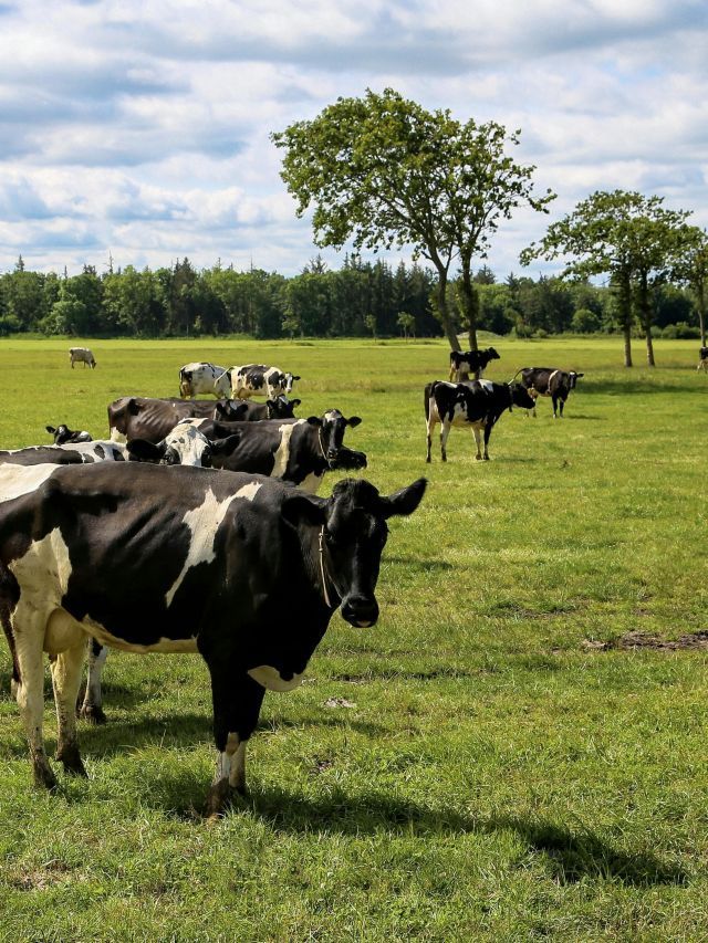 Dados do IBGE indicam crescimento de área para pastagem no Brasil