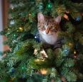 Gatos x árvore de Natal: dicas para uma decoração à prova de escaladas