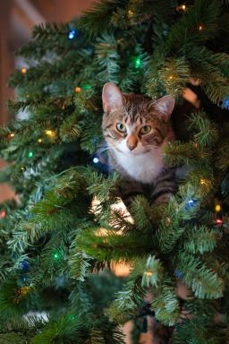 Gatos x árvore de Natal: dicas para uma decoração à prova de escaladas