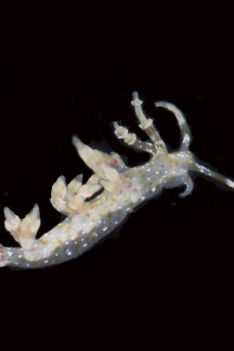 Criaturas são descobertas na zona crepuscular do oceano