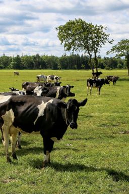 Dados do IBGE indicam crescimento de área para pastagem no Brasil