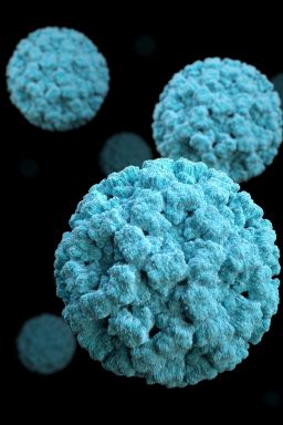 Vírus Nipah: o que é, sintomas, transmissão e tratamento