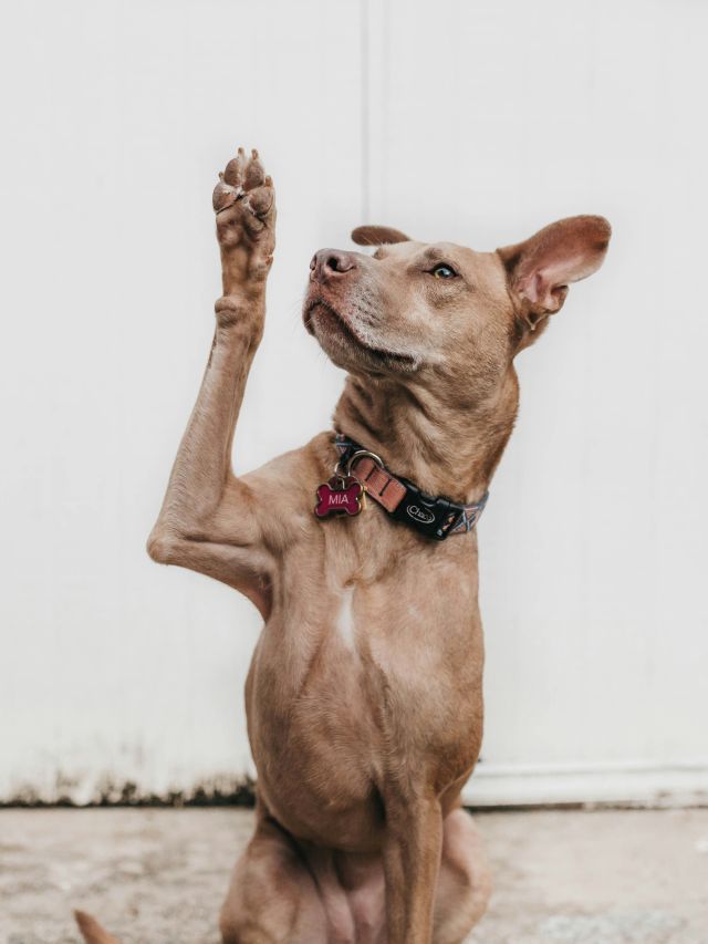 Cães inteligentes podem aprender palavras apenas ouvindo conversas
