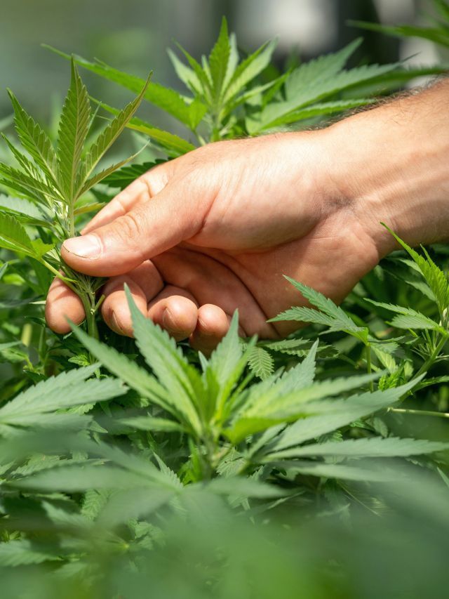 Cannabis medicinal: o que muda com as novas regras da Anvisa?