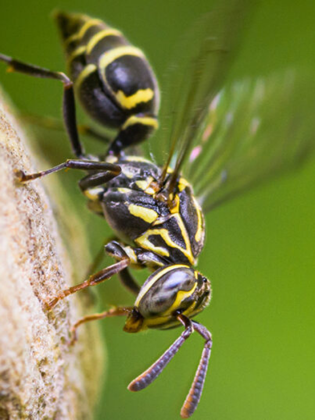 Veneno de vespa abre frente na busca por terapias contra o Alzheimer