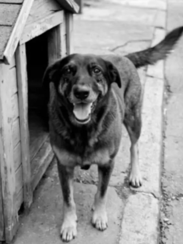 O que se sabe sobre caso de morte de cão Orelha em praia de SC