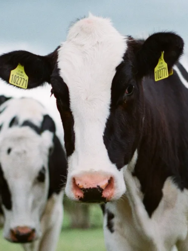 CNA prevê queda de 4,5% na produção de carne bovina em 2026