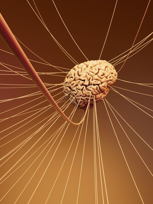 Bactérias do intestino ajudaram o cérebro humano a evoluir; entenda