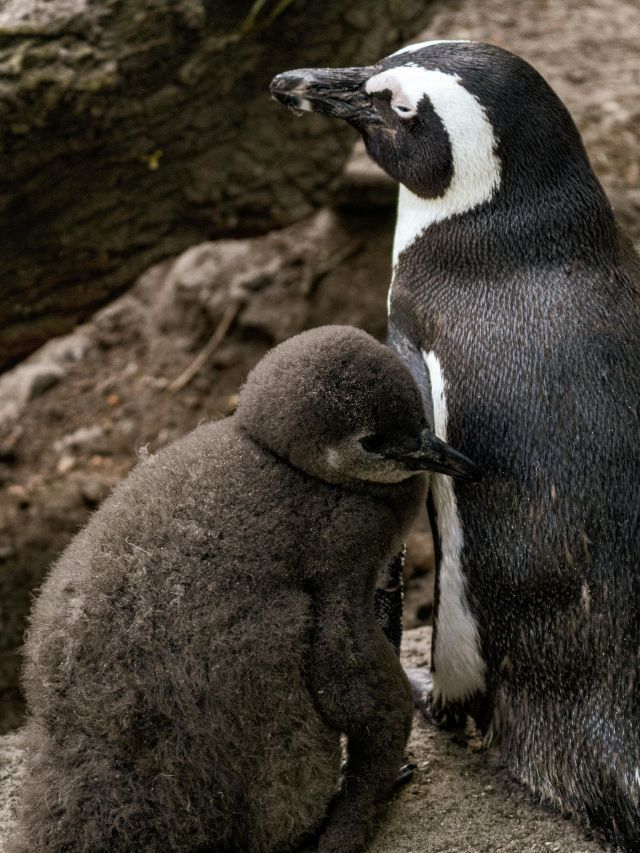 Aquecimento na Antártida bagunça ciclo reprodutivo de pinguins