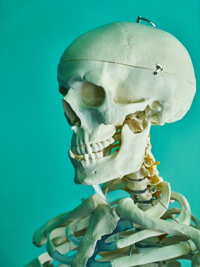 Fósseis encontrados podem preencher lacuna na evolução humana