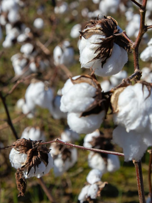 Exportações de algodão batem recorde histórico em 2025