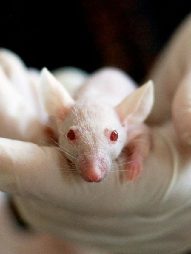 Estudo: vida fora da gaiola “reinicia” cérebro de ratos de laboratório