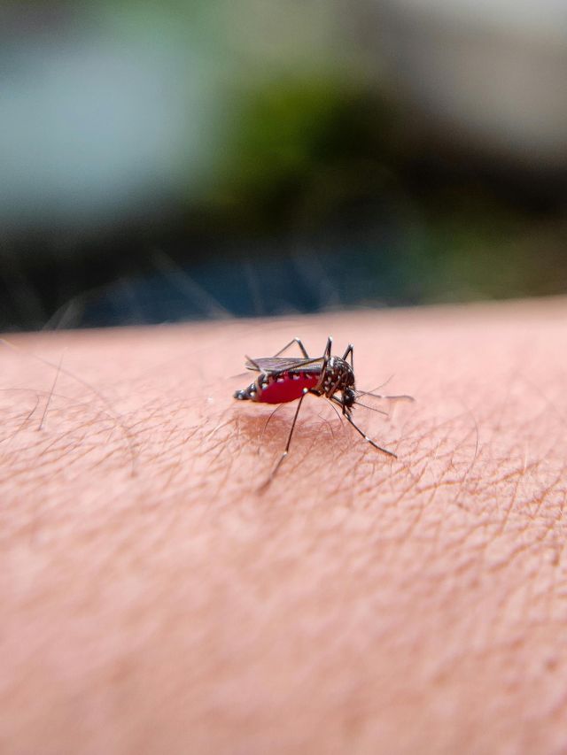 Mosquitos aumentaram apetite por sangue humano no Brasil, diz estudo