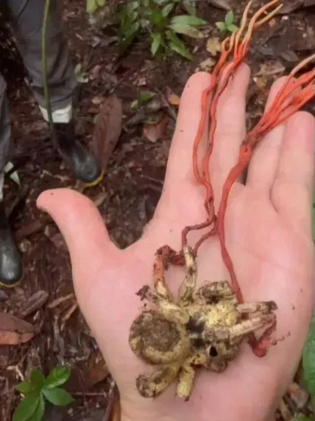 “The Last of Us Amazônia”: fungo torna tarântula zumbi e cresce para fora