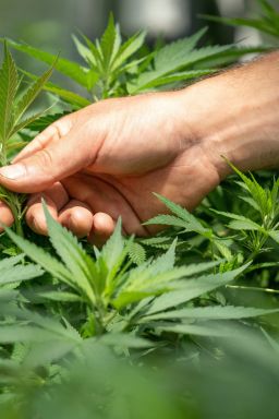 Cannabis medicinal: o que muda com as novas regras da Anvisa?