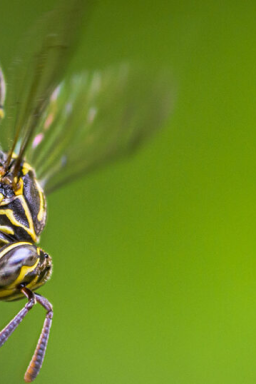 Veneno de vespa abre frente na busca por terapias contra o Alzheimer