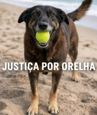 Cão Orelha: famílias dizem que adolescentes são inocentes | CNN Brasil