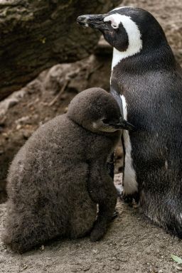 Aquecimento na Antártida bagunça ciclo reprodutivo de pinguins