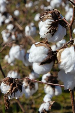Exportações de algodão batem recorde histórico em 2025