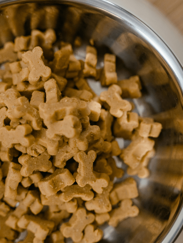 Brasil habilita 40 plantas para exportação de pet food à Costa Rica