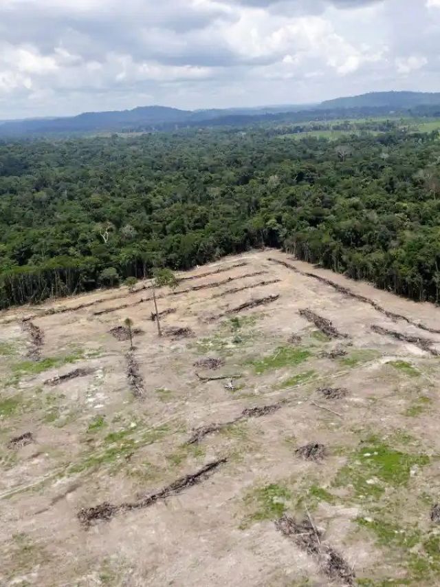 Como o desmatamento causa quase 30 mil mortes por ano no mundo