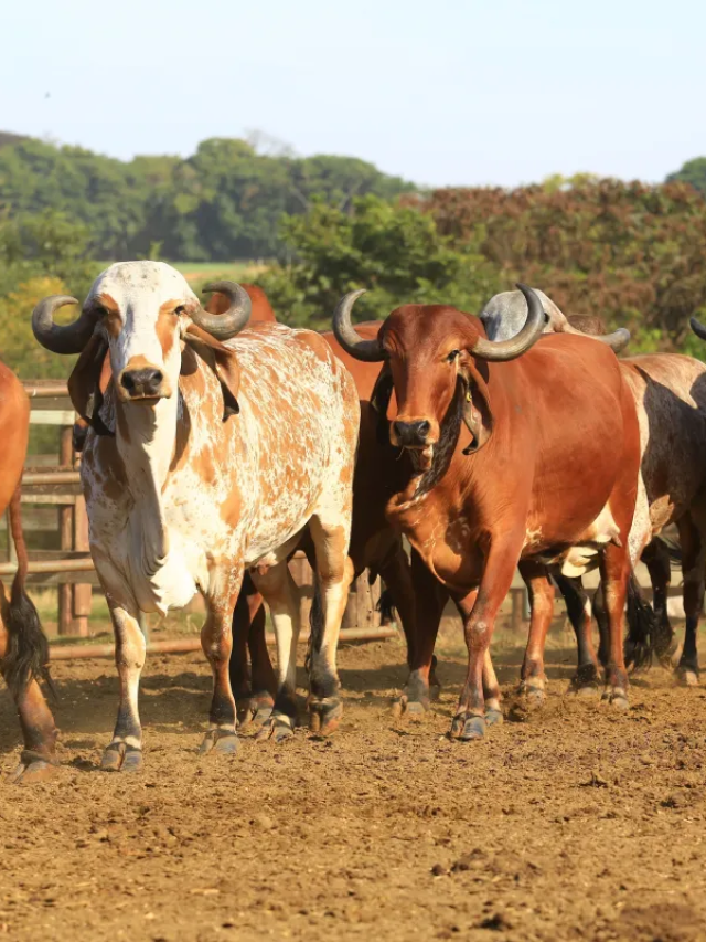 Clima e degradação redesenham o lucro no agro e impulsionam integração