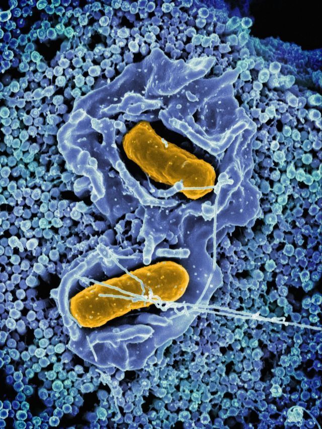 OMS confirma surgimento de variante da Mpox com mistura de linhagens
