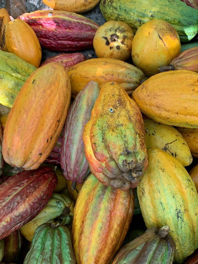 Cacau enfrenta turbulência global, com reflexos esperados na economia amazônica