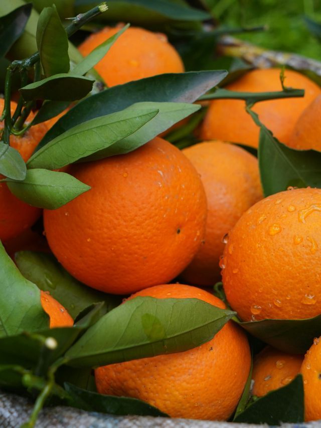 Fundecitrus corta estimativa da safra de laranja em SP e MG