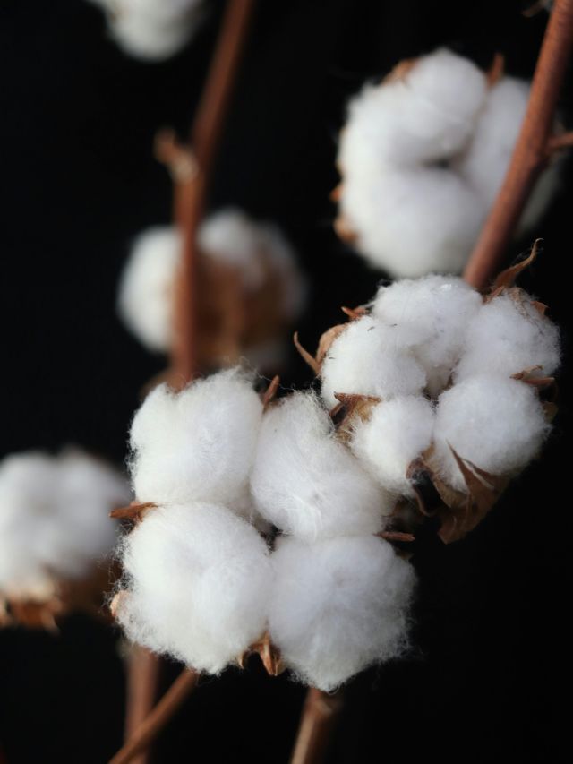 Algodão brasileiro mira acordo comercial para avançar na Índia