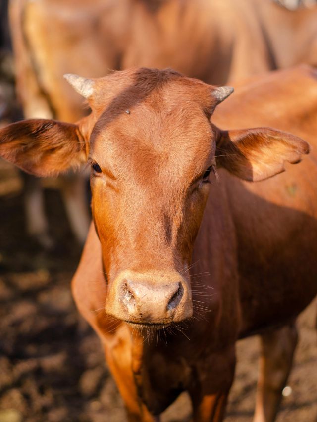 Brasil se torna maior produtor e exportador mundial de carne bovina, superando os EUA