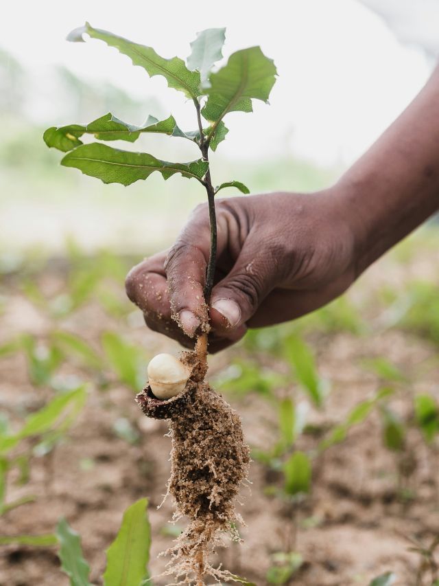 Biológicos ganham competitividade e avançam no campo