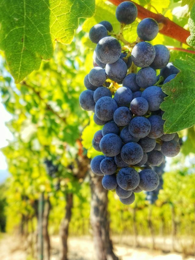 Queda de tarifa favorece uva do Vale do São Francisco