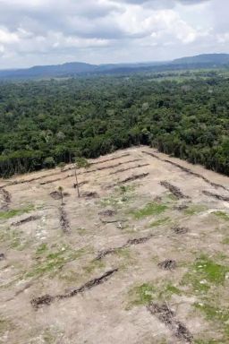 Como o desmatamento causa quase 30 mil mortes por ano no mundo