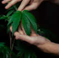 Anvisa publica regras para o cultivo de cannabis no Brasil; veja