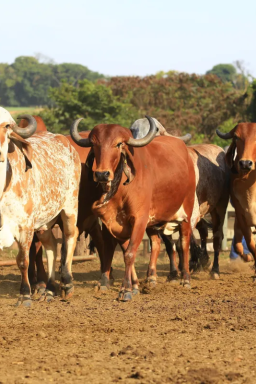 Clima e degradação redesenham o lucro no agro e impulsionam integração
