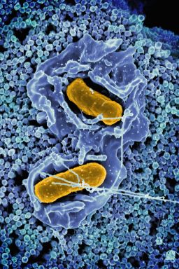 OMS confirma surgimento de variante da Mpox com mistura de linhagens
