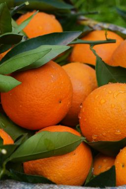 Fundecitrus corta estimativa da safra de laranja em SP e MG