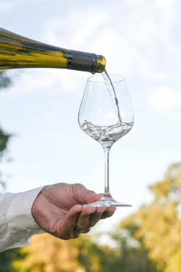 Albariño no Uruguai: onde provar vinhos da uva que conquistou o país