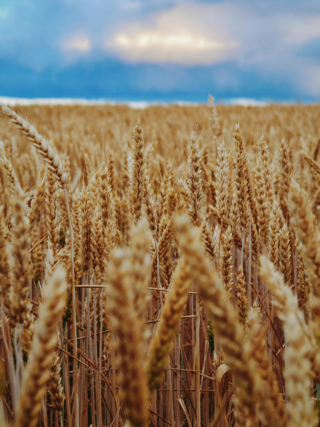 Alta de custos pressiona trigo e eleva risco de repasse ao consumidor