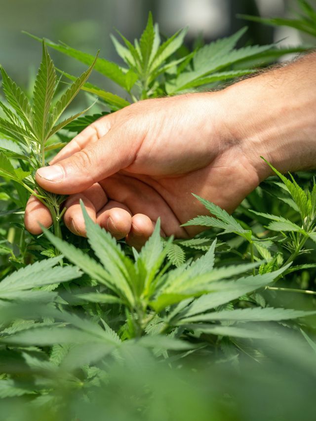 Cientistas afirmam que maconha não alivia problemas de saúde mental
