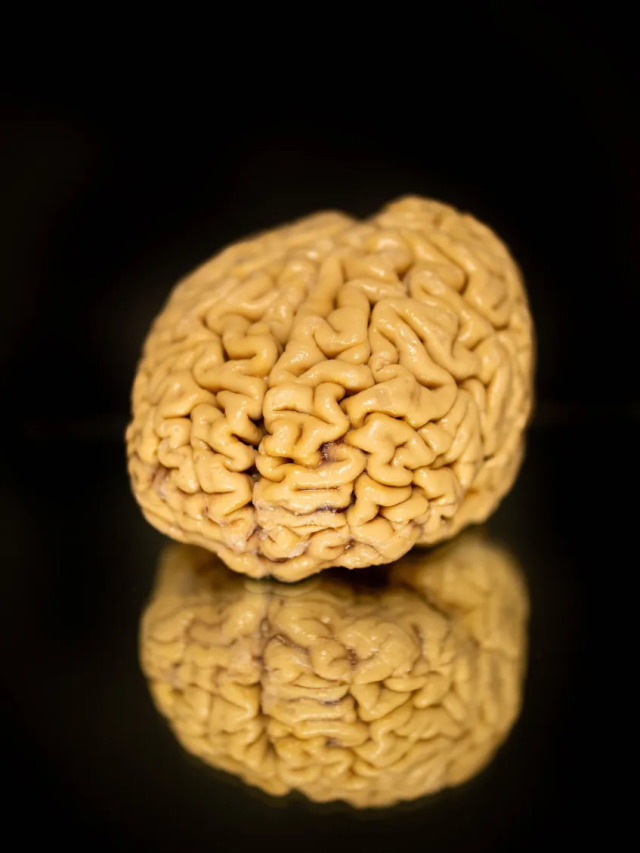 Cientistas descobrem a chave para manter a mente afiada na 3ª idade