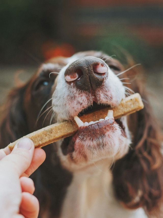 Como escolher a alimentação ideal para cães e gatos