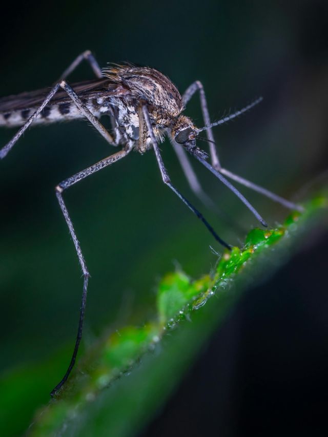 Mosquitos vacinados podem parar transmissão de vírus por morcegos