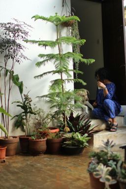 Feng Shui: 6 plantas para alinhar a energia da sua casa