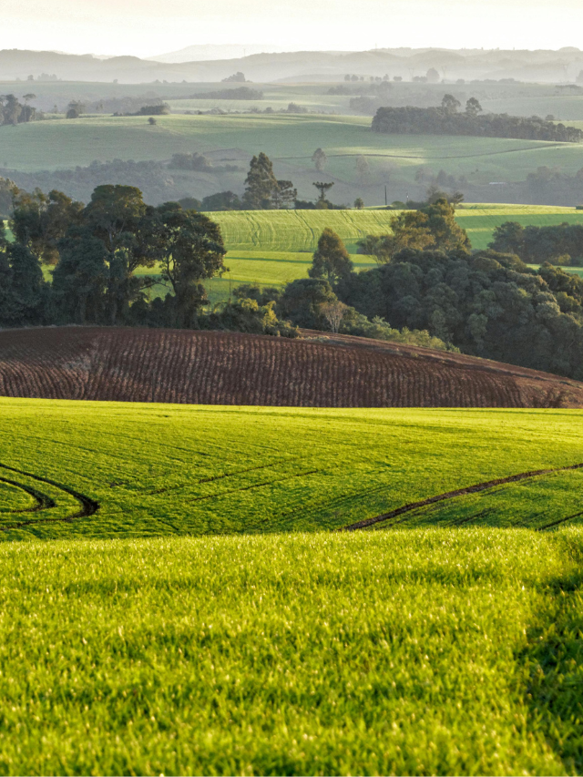 STF julga limites à compra de terras brasileiras por estrangeiros